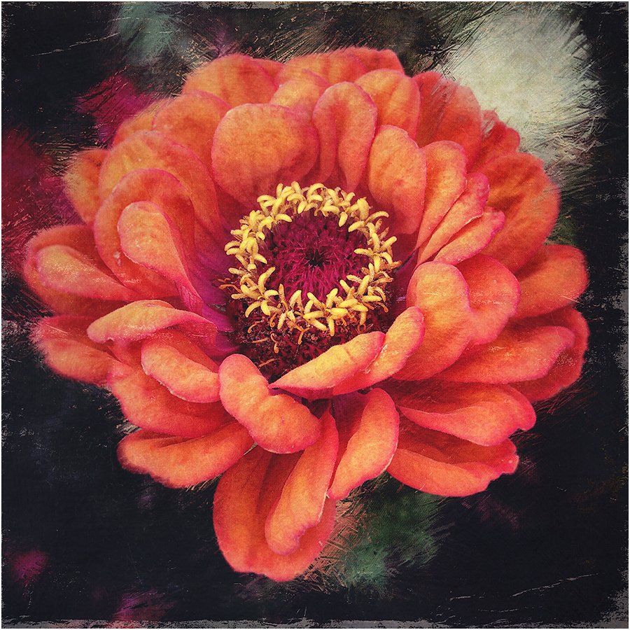 A close up of an orange flower with a yellow center