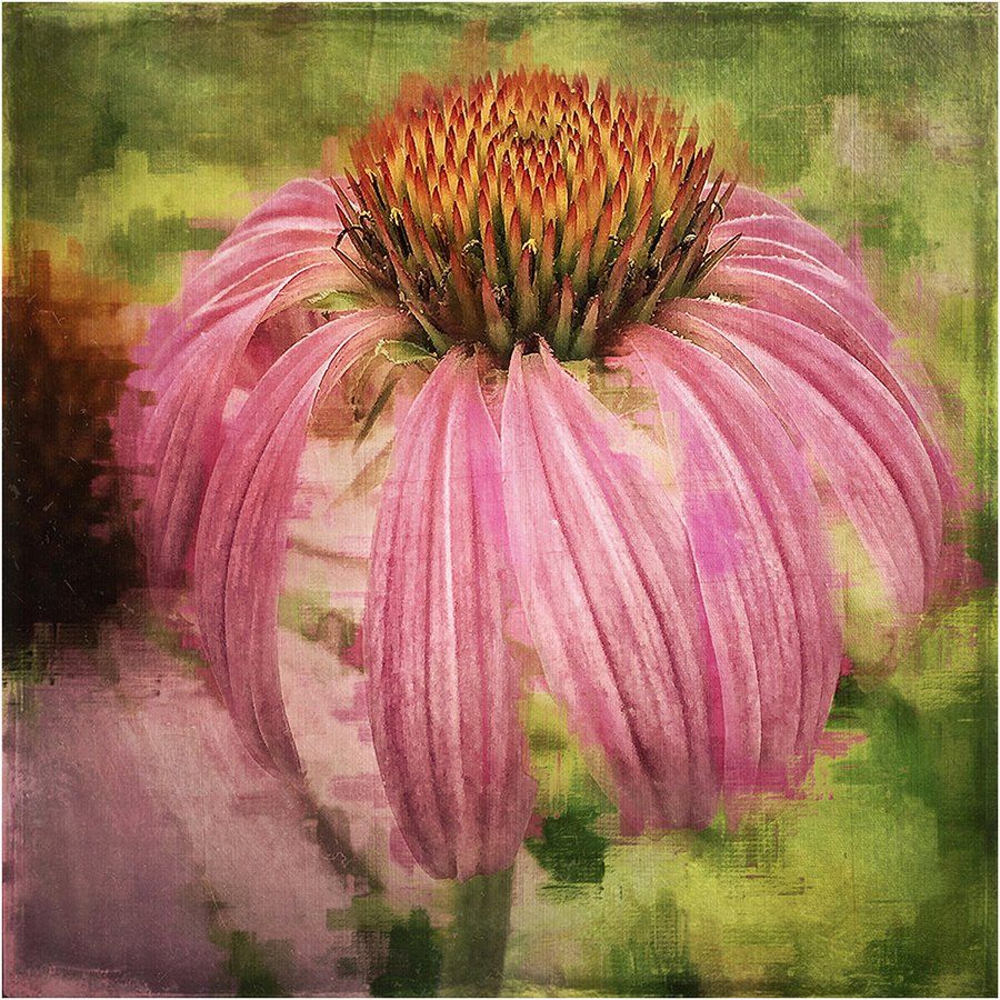 A close up of a pink flower with a yellow center