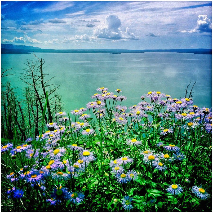 A field of purple and yellow daisies with a body of water in the background