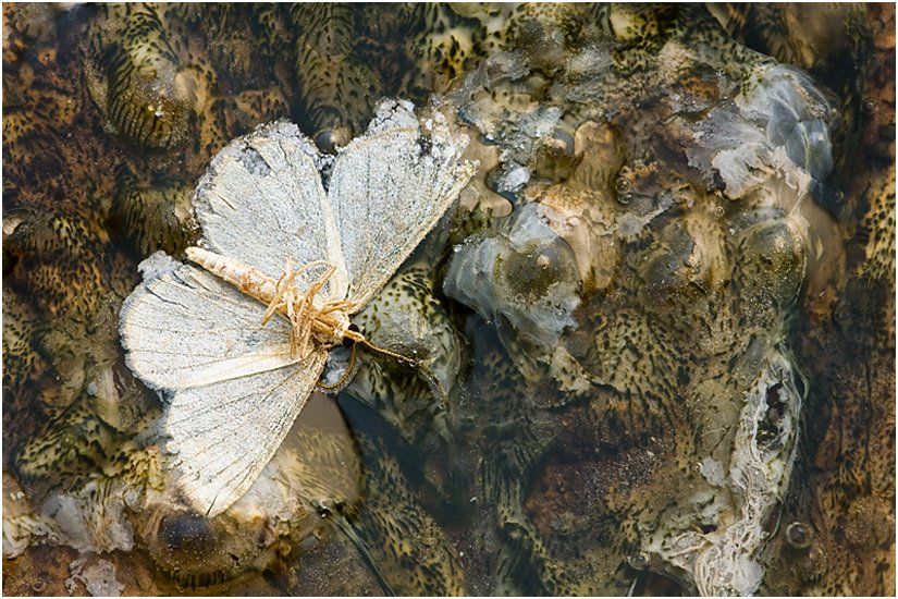 A moth is sitting on a rock in the water