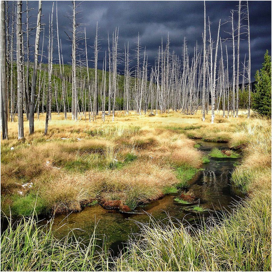 A stream running through a grassy field with trees in the background