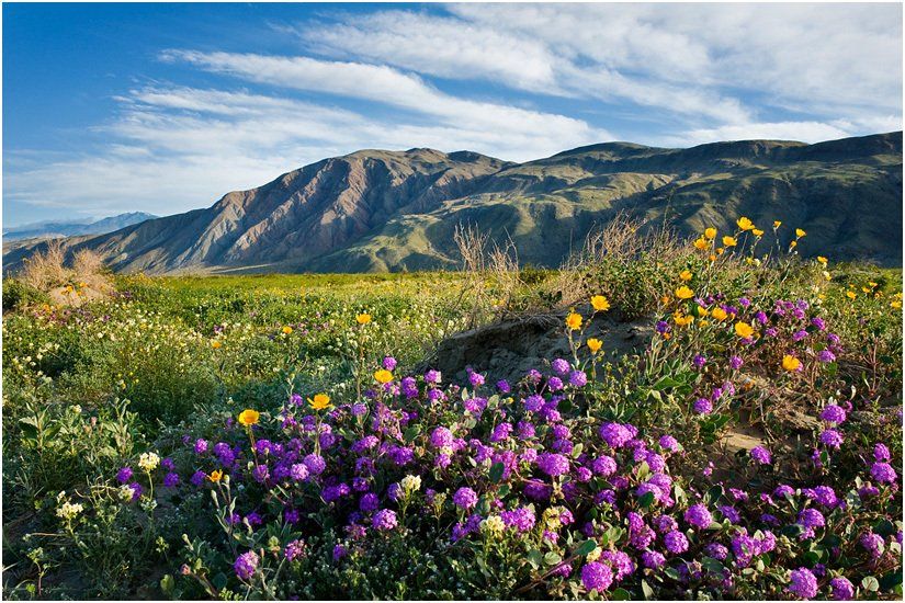 A field of purple and yellow flowers with mountains in the background