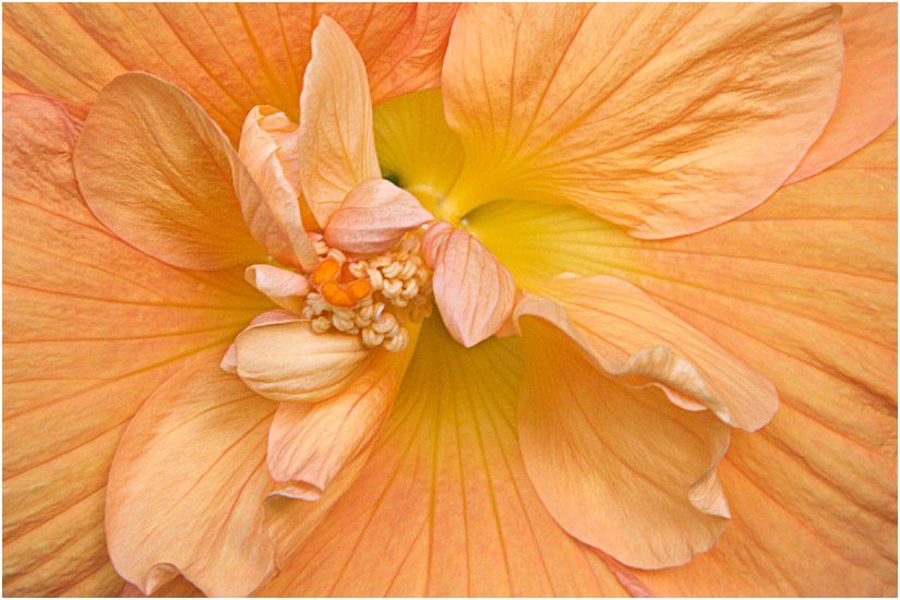 A close up of an orange flower with a yellow center.