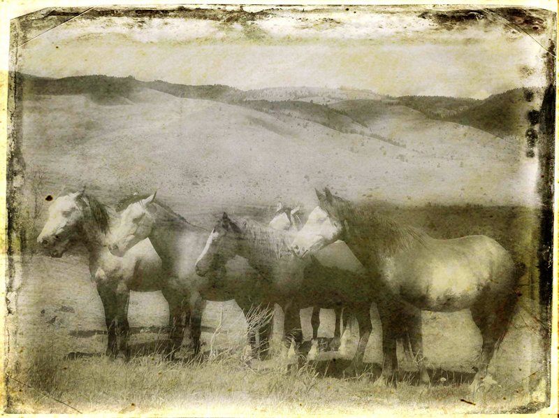 A group of horses standing next to each other in a field.