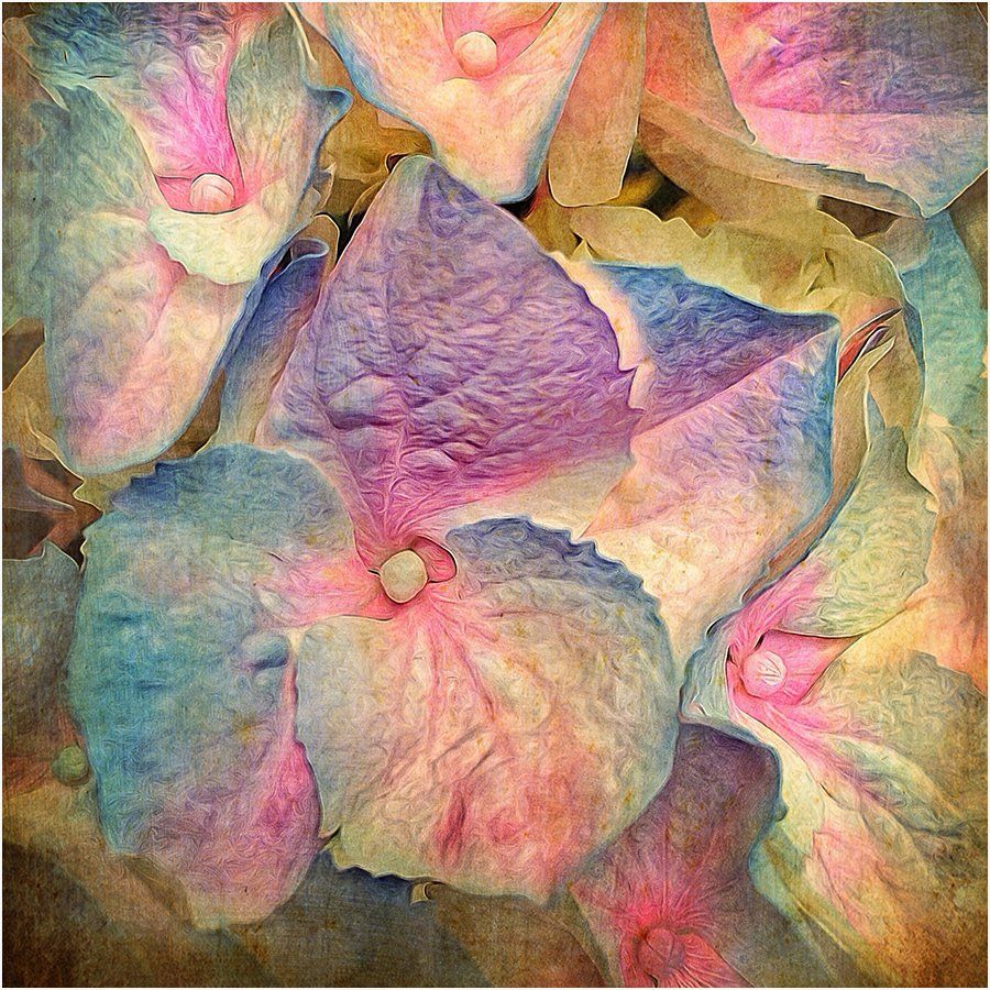 A close up of a flower with purple and pink petals