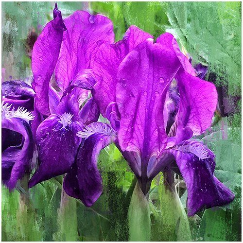 Purple Iris