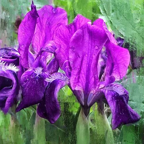 Purple Iris