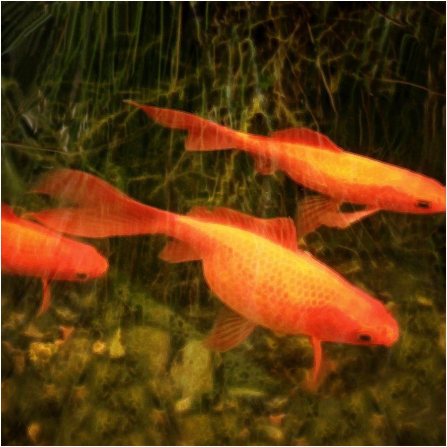 A group of orange fish are swimming in a pond
