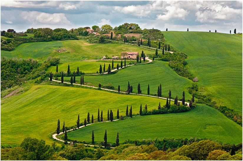 A row of trees on a hillside with a road going through it.