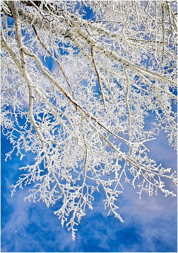Looking up at a tree with snow on it against a blue sky