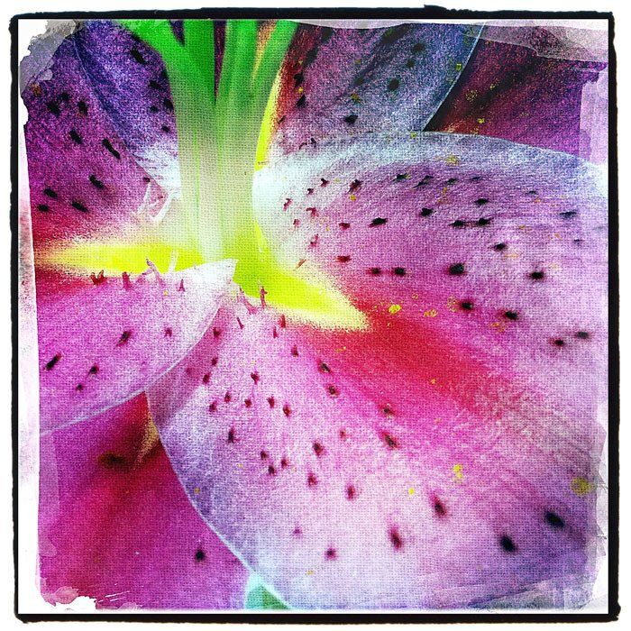 A close up of a purple flower with a yellow center