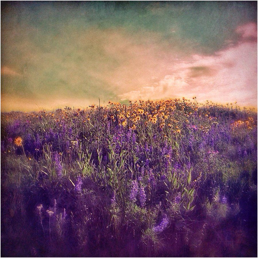 A field of purple and yellow flowers with a cloudy sky in the background