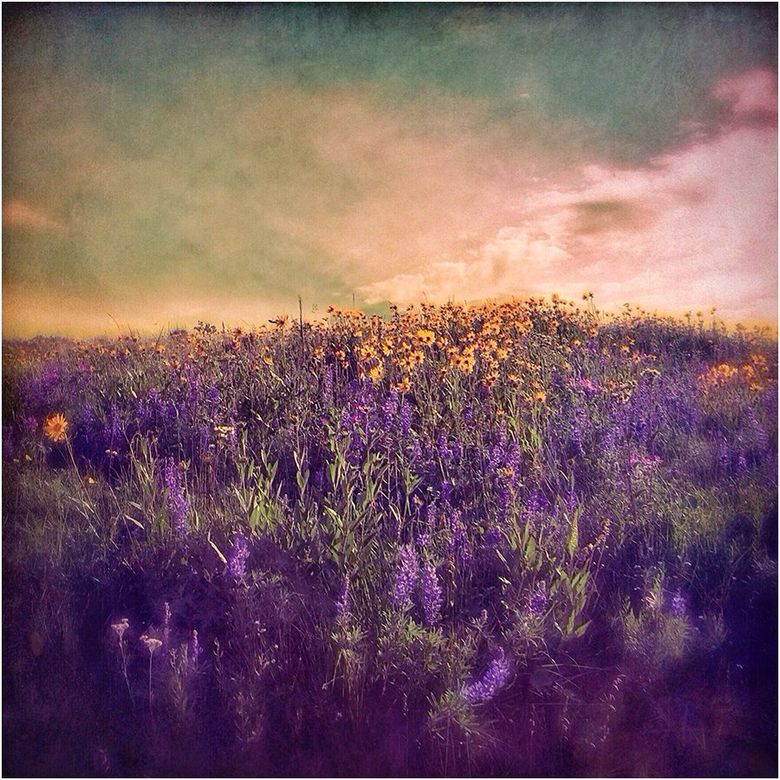 A field of purple and yellow flowers with a cloudy sky in the background