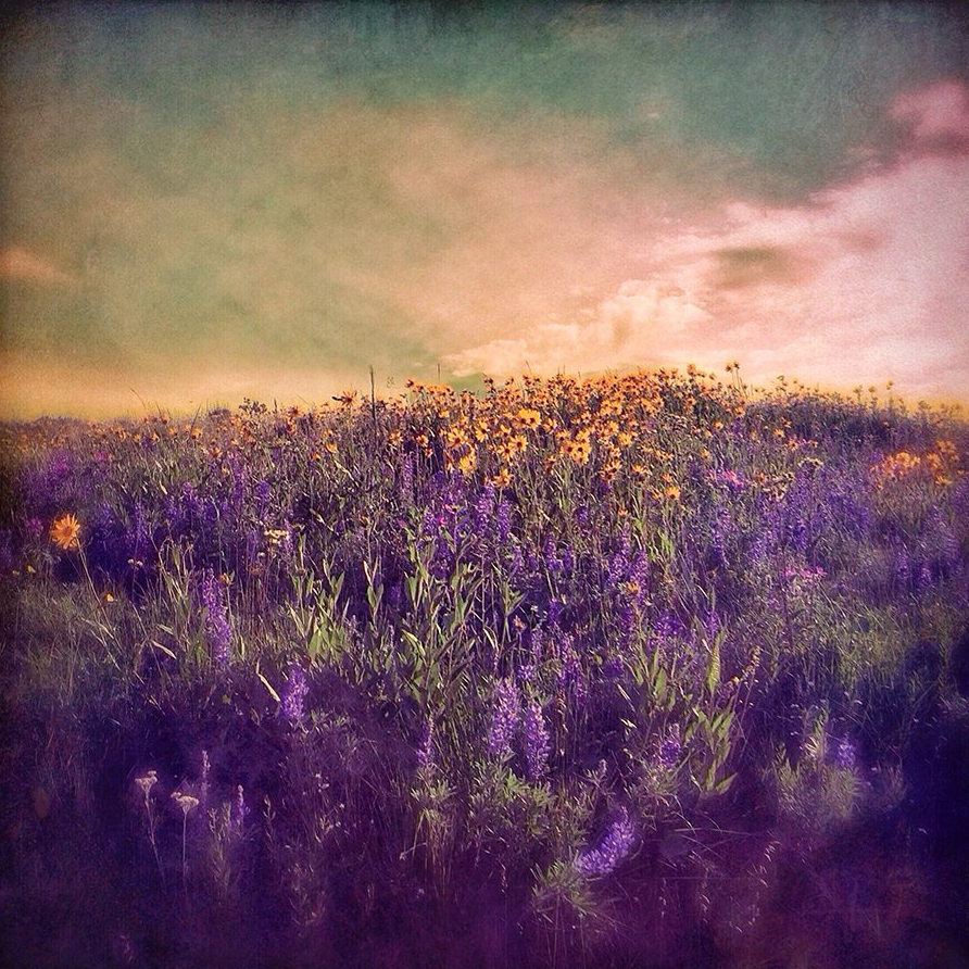 Lupine Meadow