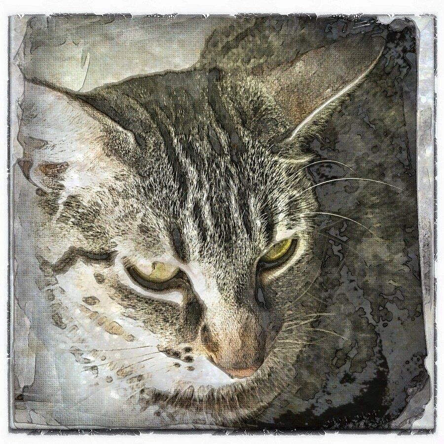 A close up of a cat 's face with yellow eyes