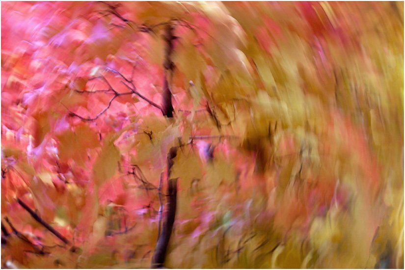 A blurry picture of a tree with red and yellow leaves