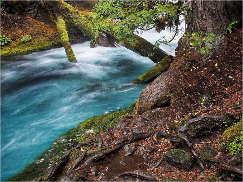 A river flowing through a forest surrounded by trees and moss.