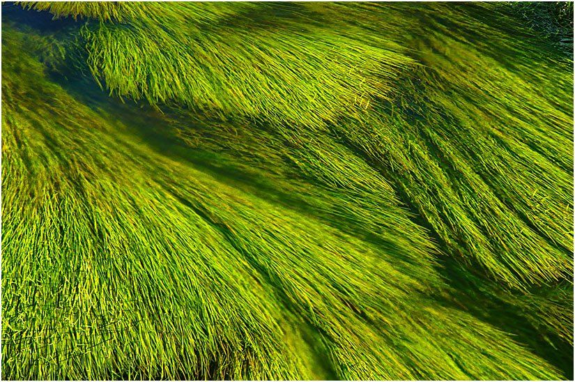 A field of green grass with a blue sky in the background