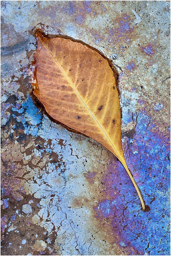 A yellow leaf is laying on a blue surface.