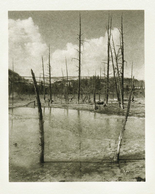 A black and white photo of a swamp with trees in it