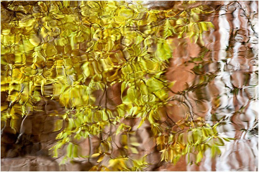 A painting of a tree with yellow leaves reflected in the water.
