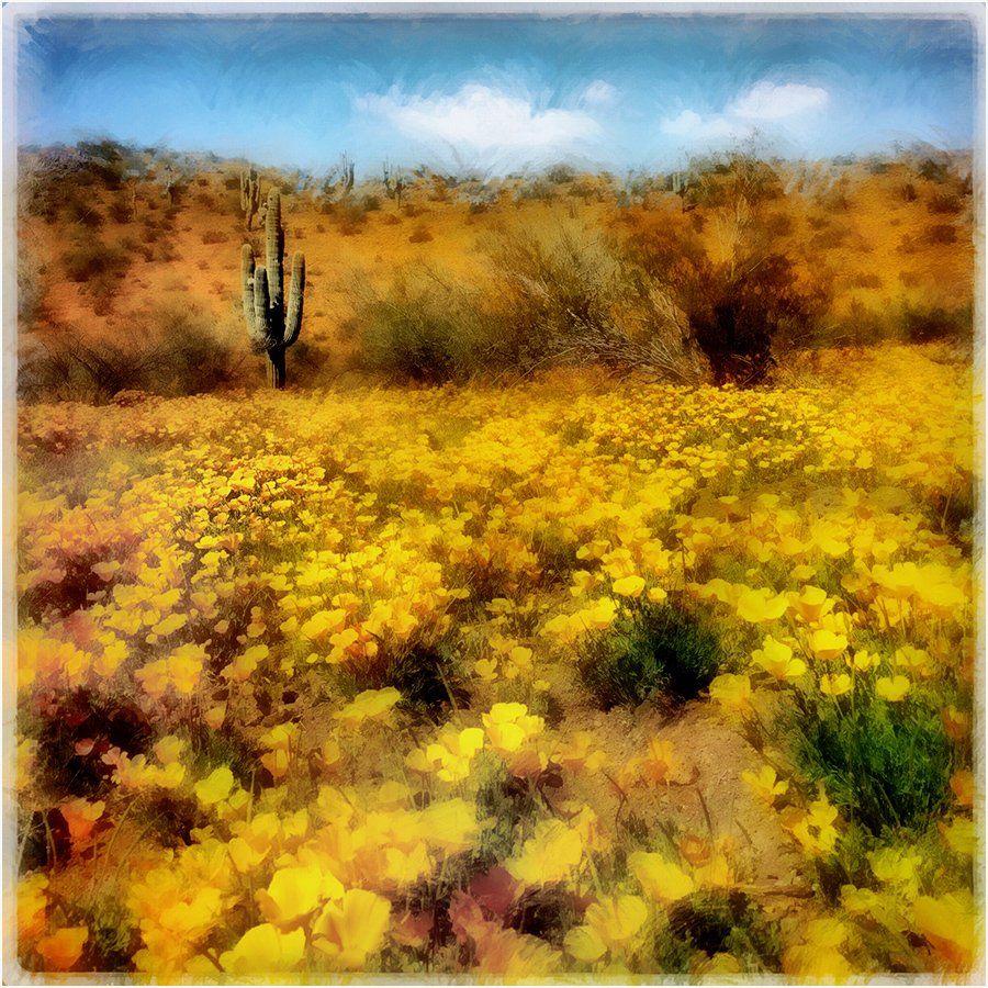 A field of yellow flowers with a cactus in the background
