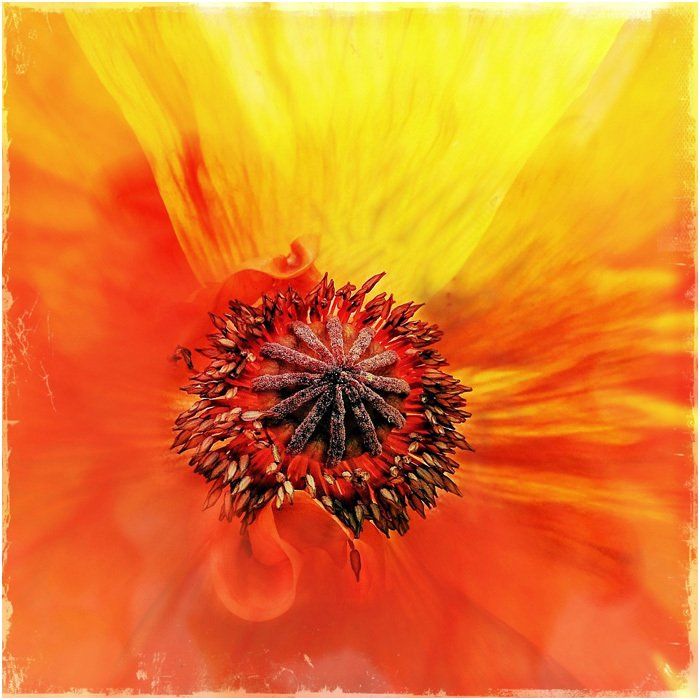 A close up of a red and yellow flower with a black center