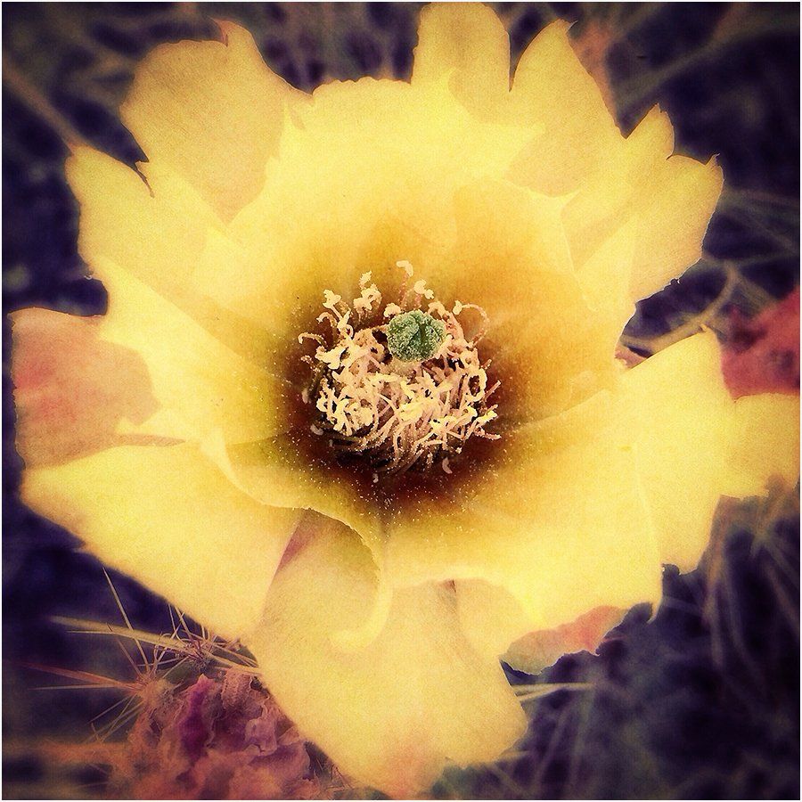 A close up of a yellow flower with a green center