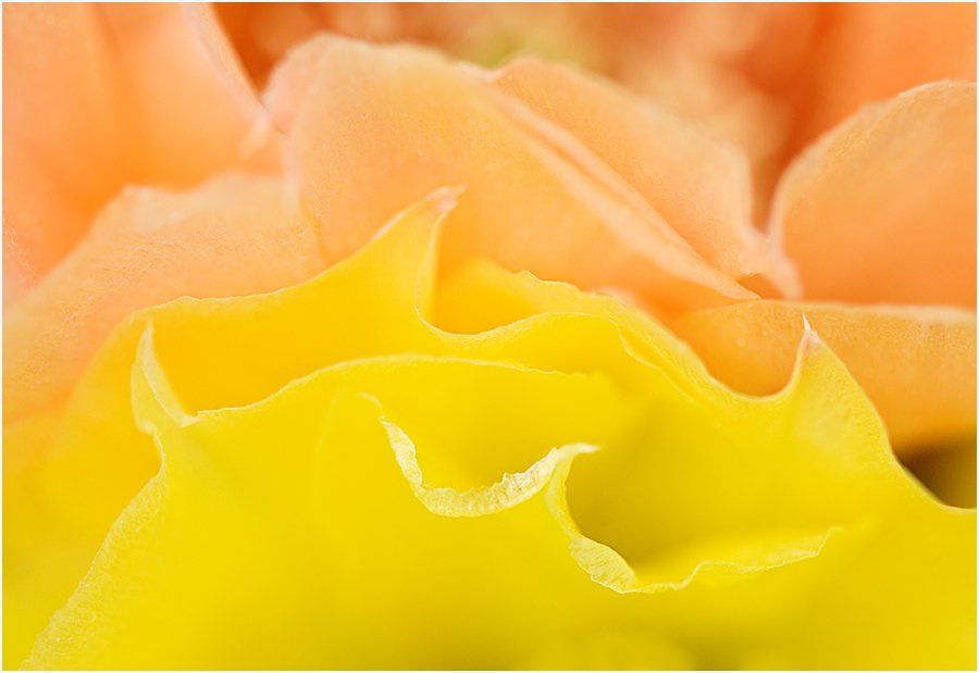 A close up of a yellow and orange flower petals.