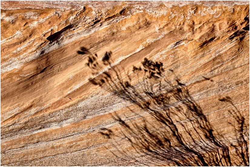 A close up of a rock with a plant growing out of it.