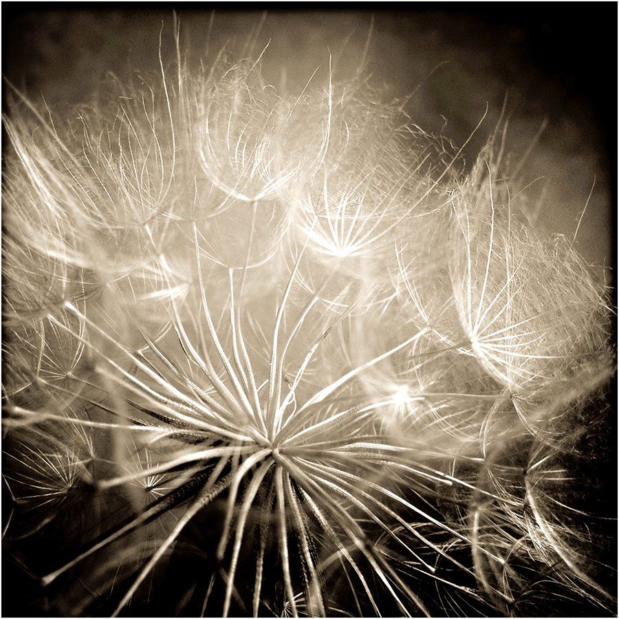 A black and white photo of a dandelion with seeds blowing in the wind