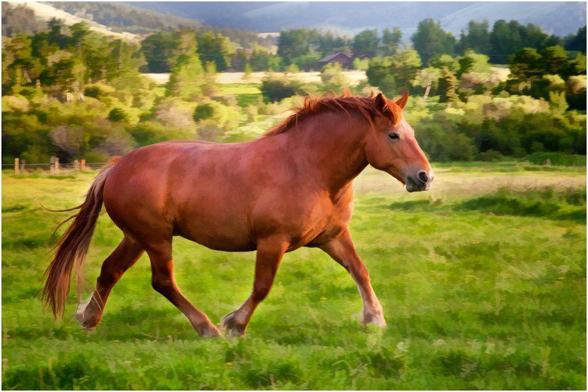 A brown horse is running through a grassy field.