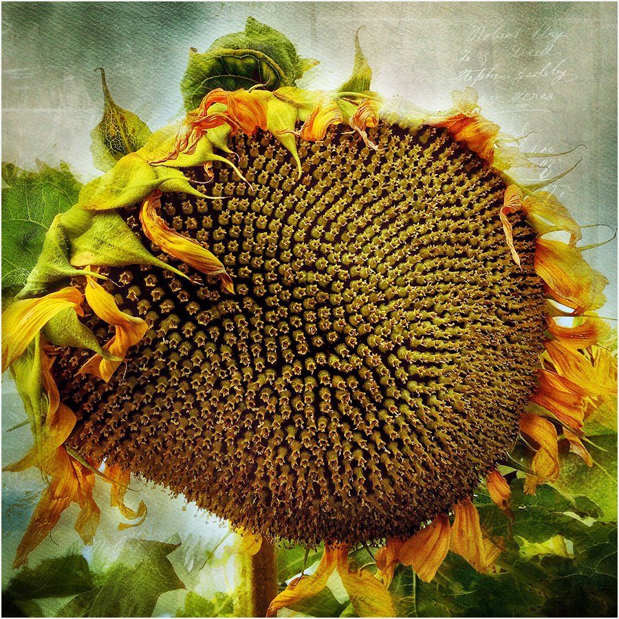 A sunflower with a lot of seeds on it