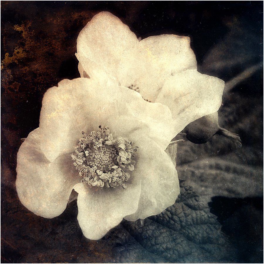 Monotone