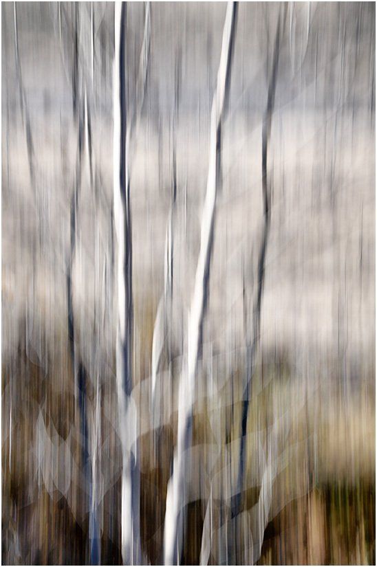 A blurry picture of a forest with trees without leaves