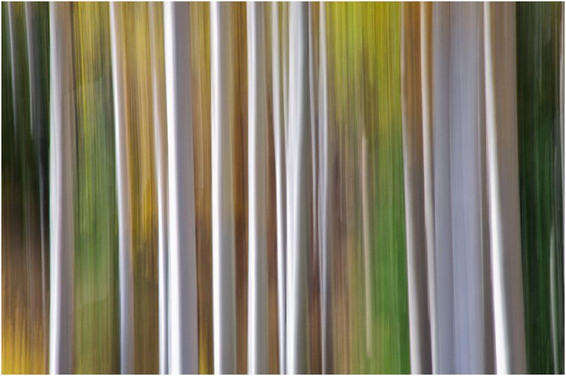 A blurry picture of a forest with trees in different colors.