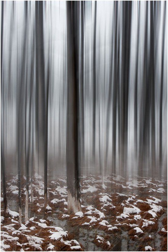 A blurry picture of a forest with trees and snow on the ground.