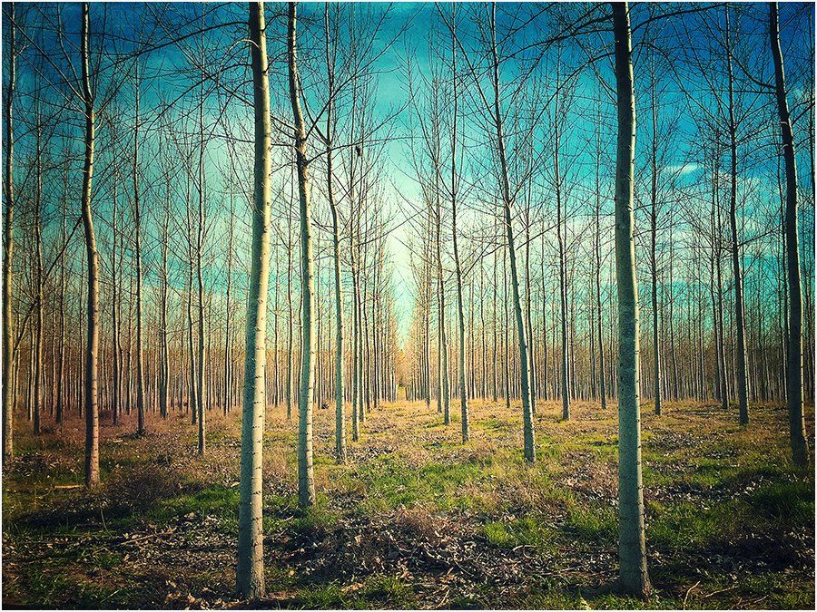 A row of trees with a blue sky in the background