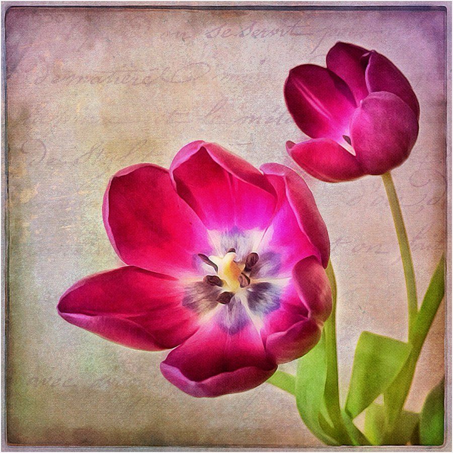 A close up of a pink flower with a blue center
