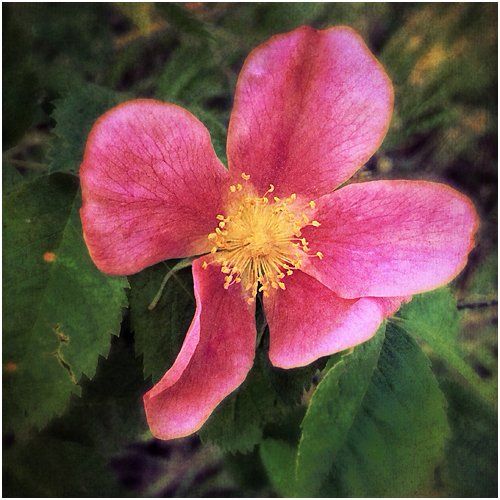 Wild Rose