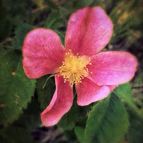 Wild Rose
