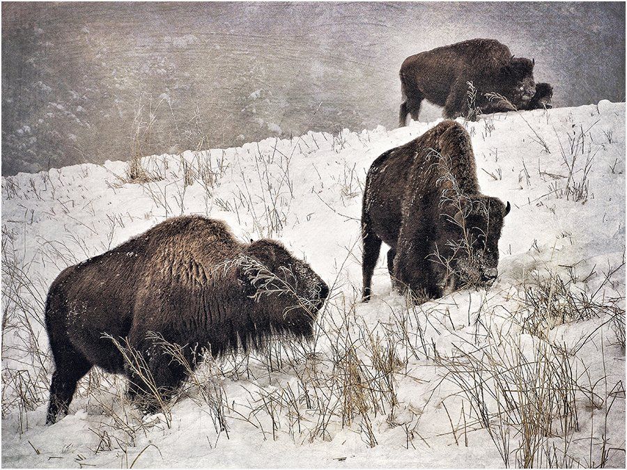 Yellowstone