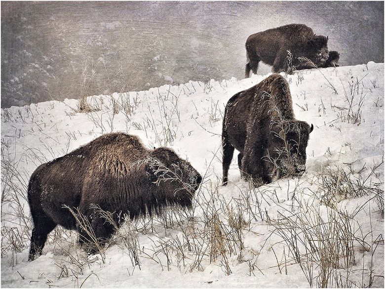 Three bison standing on top of a snow covered hill