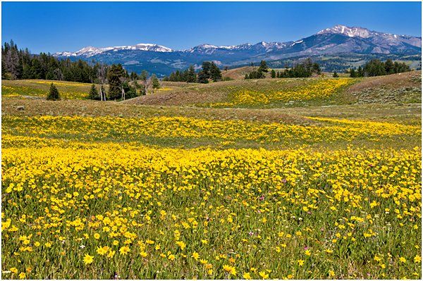 Mountain field of yellow flowers and pine trees.
