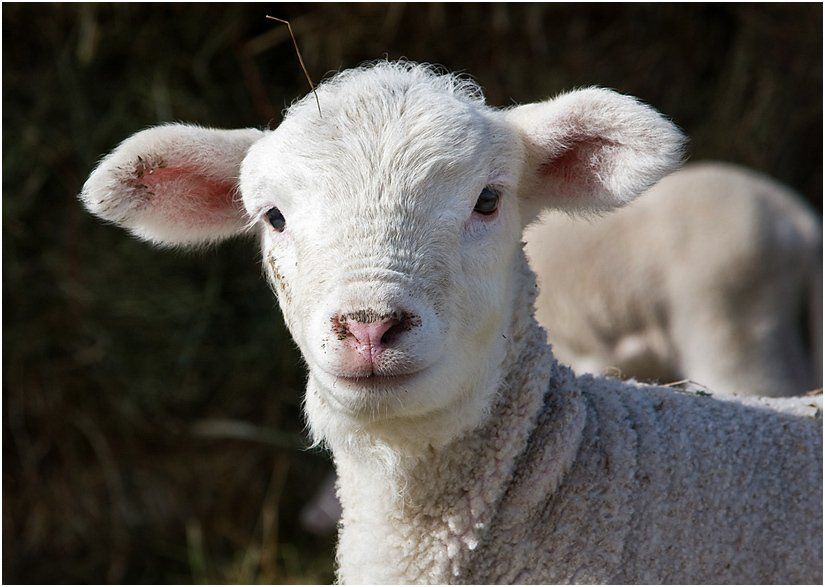 A close up of a baby sheep looking at the camera