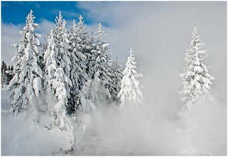 Snow covered pine trees