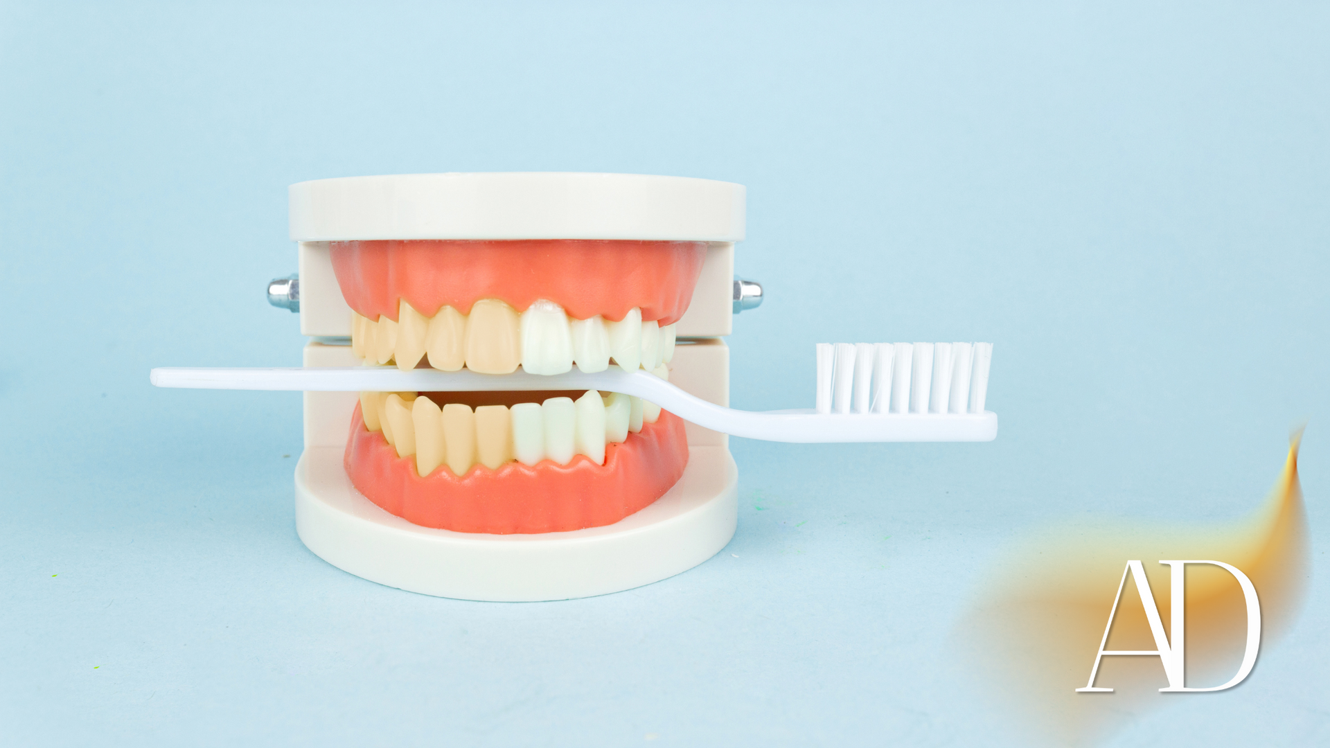 Dental model with open jaws and a toothbrush, on a light blue background
