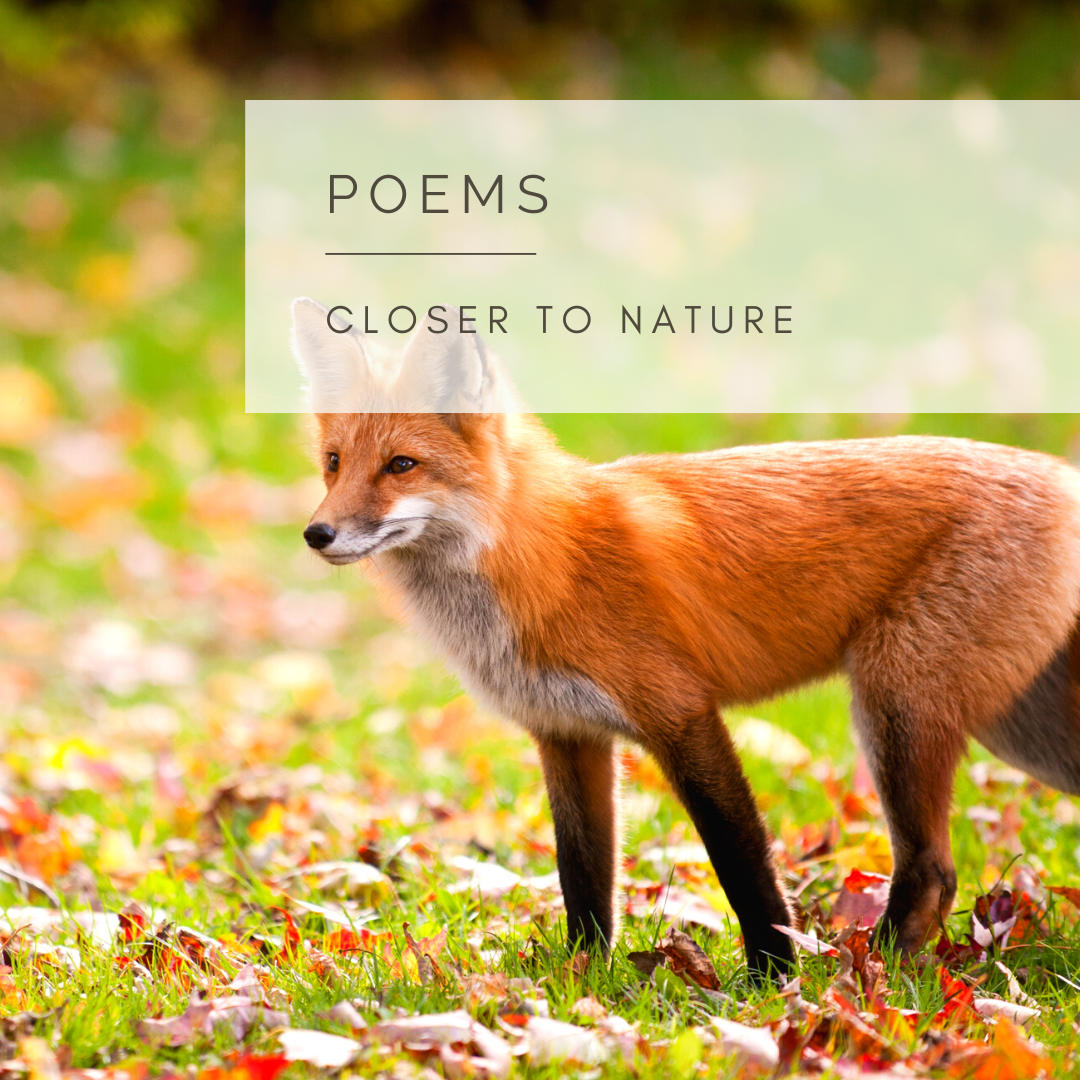 Videos inspired by Nature in words, photography, music