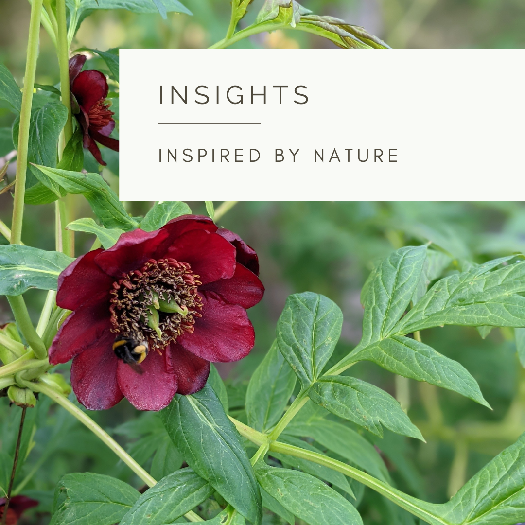 Into The Wild - Poem and Video by Sue Cartwright, Spiral Leaf