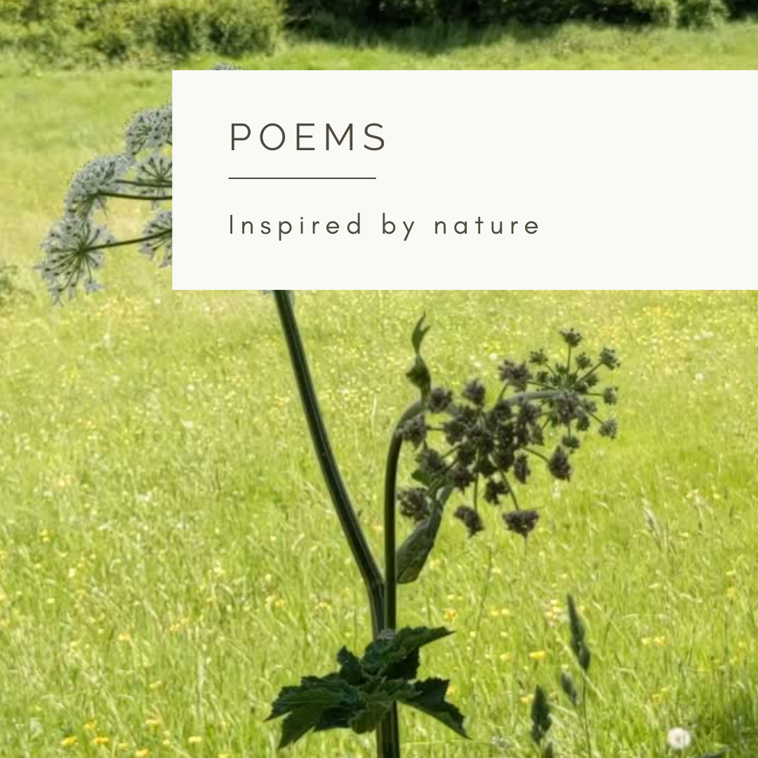 In Search of Harmony - Poem and Video by Sue Cartwright, Spiral Leaf